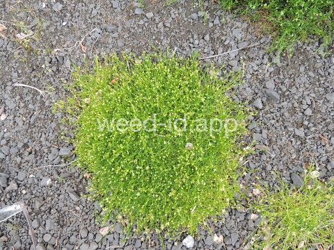 pearlwort, dwarf